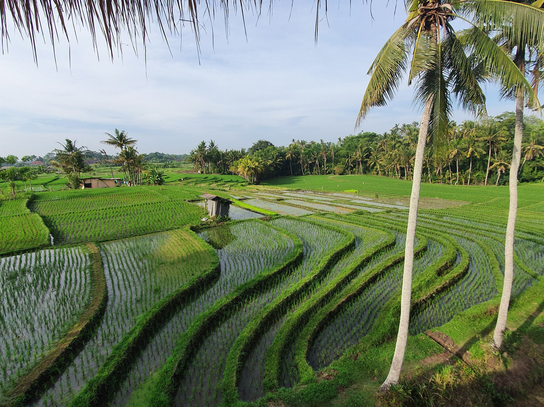 Coco Verde Bali Resort主图