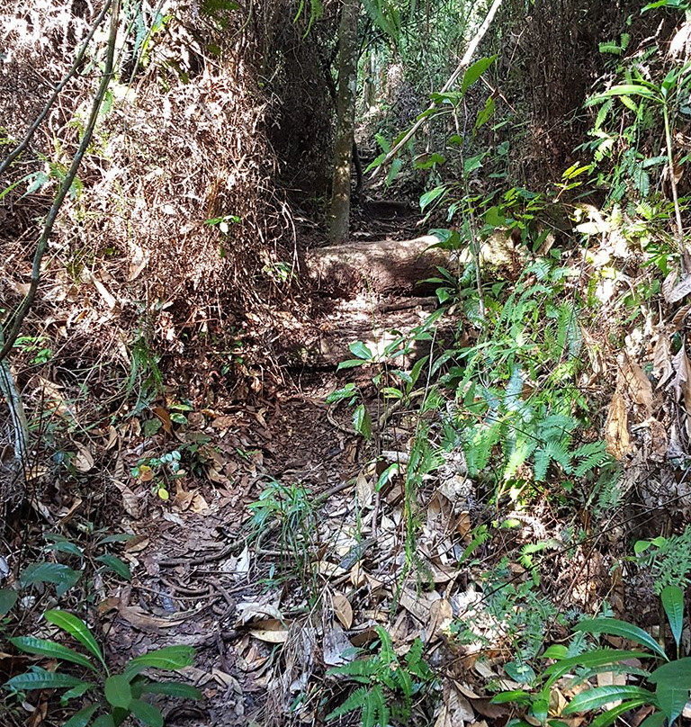 Jungle Trekking Taman Tumbina Bintulu-宾图卢必去景点