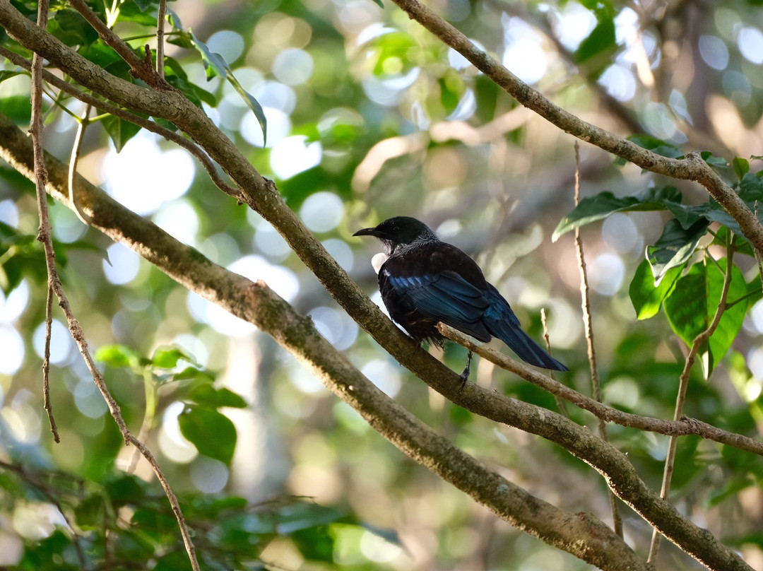 Mount Albert - Owairaka Domain-奥克兰必去景点