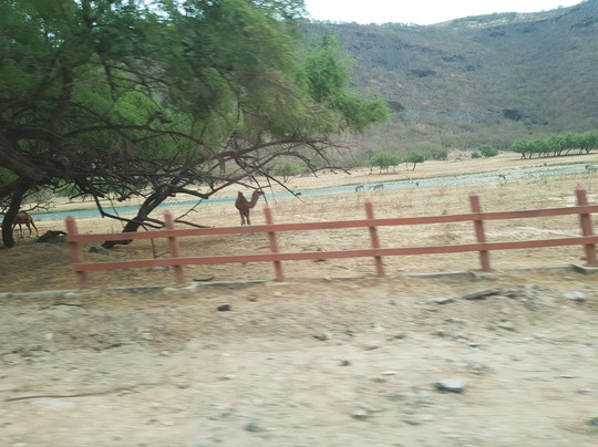 Salalahexcursions-塞拉莱必去景点