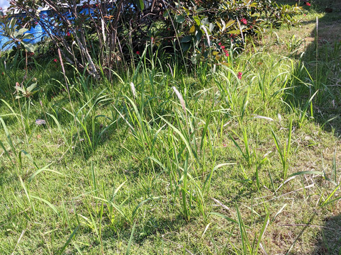 象岛艾雅普拉酒店主图