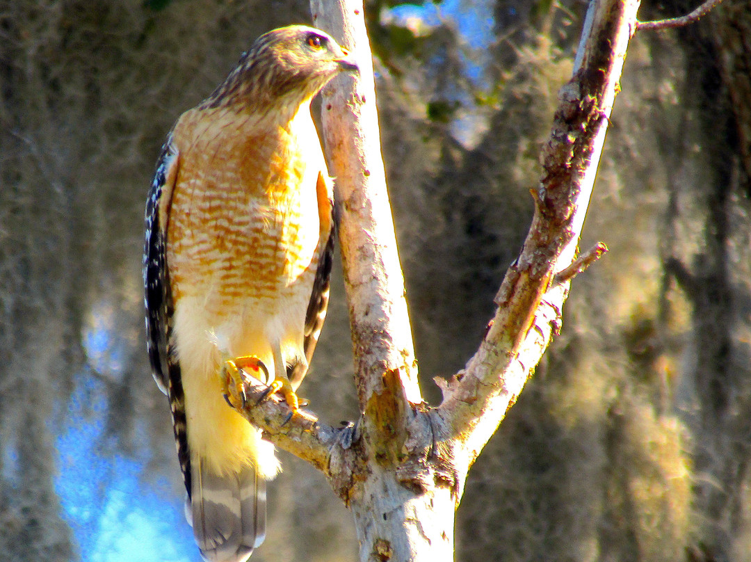 Paynes Prairie-盖恩斯维尔必去景点