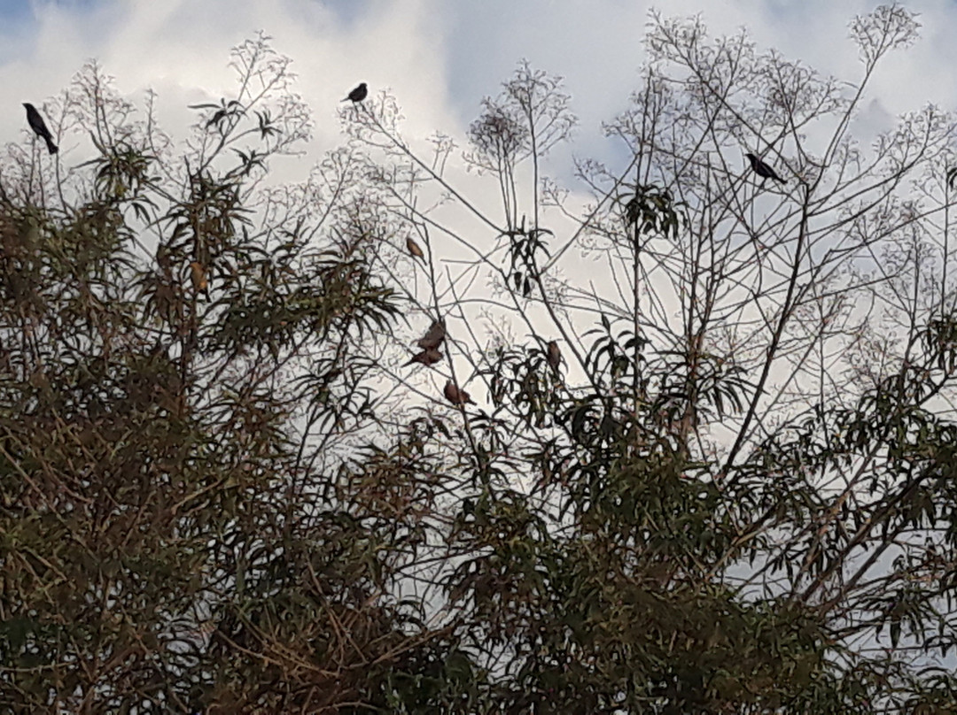 Parque Natural Terra das Cachoeiras-Bueno Brandao必去景点