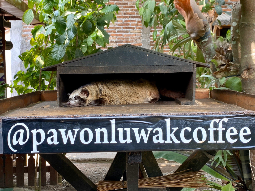 Pawon Luwak Coffee-Borobudur必去景点