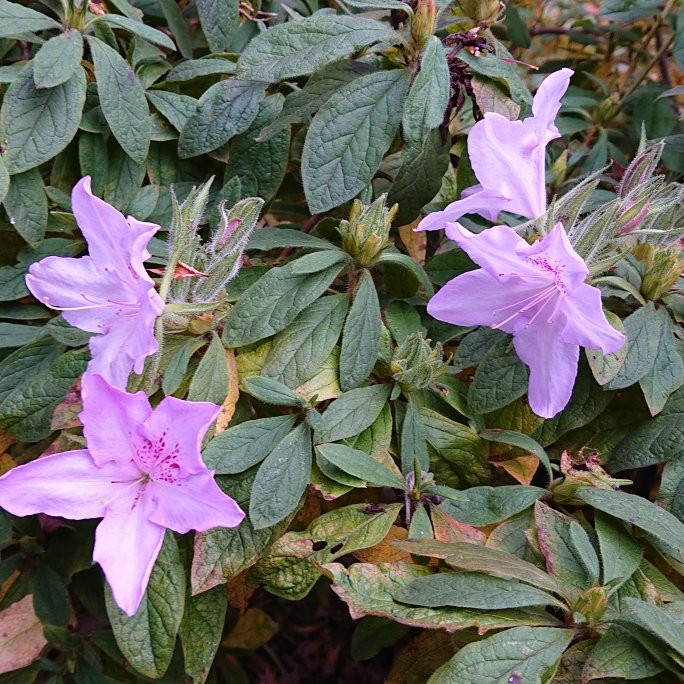 Matsuo-ji Temple-和泉市必去景点
