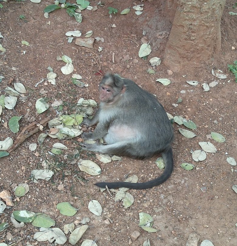 Big Banyan Tree-班加罗尔必去景点