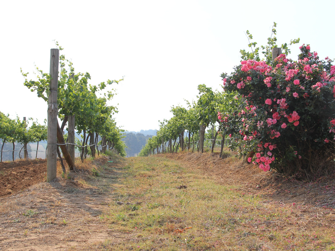 Macquariedale Organic Wines景点图片