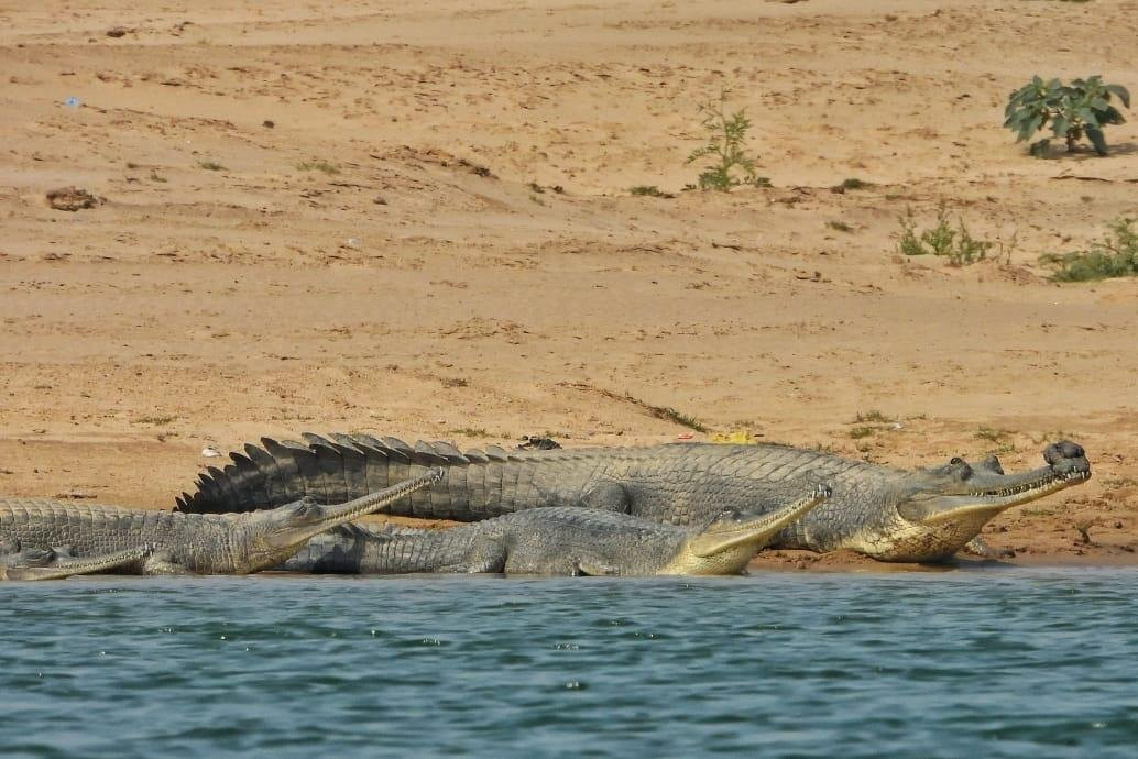 Chambal Wildlife Safari Tours-Bah必去景点