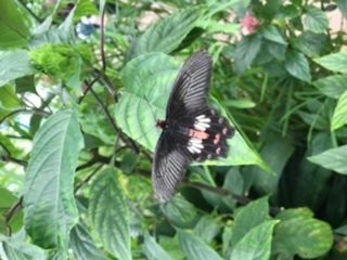 The Hill House主图