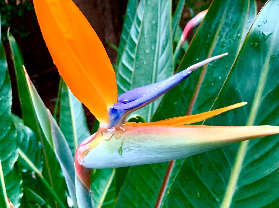 Best Western Pine Tree Motel主图