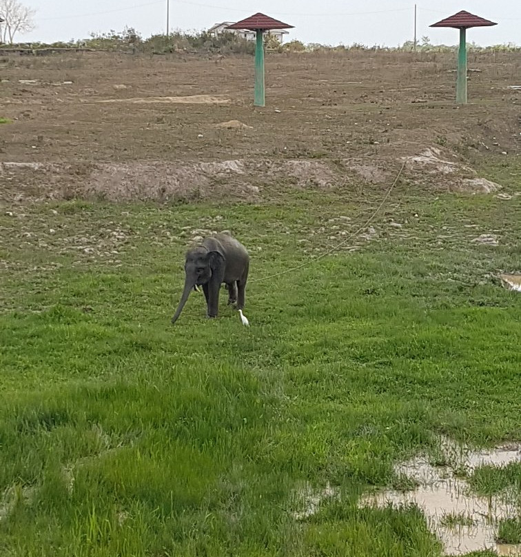Way Kambas National Park-Lampung必去景点