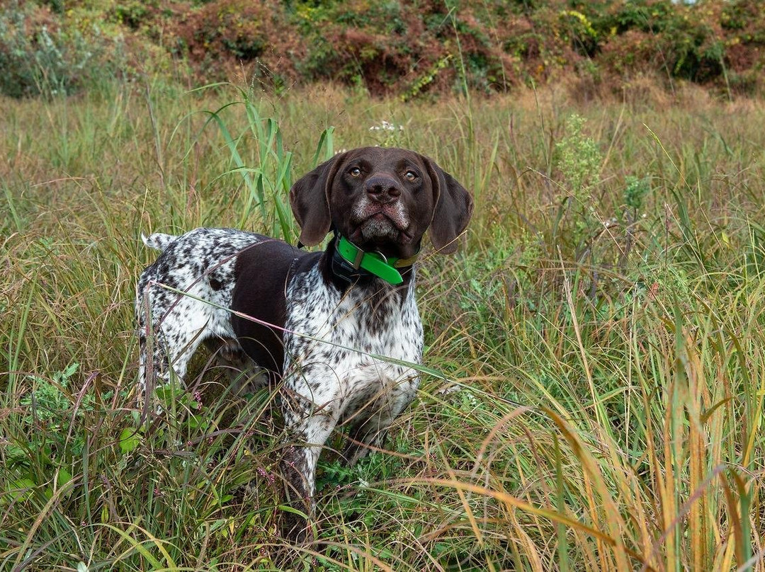 Orvis Hill Country Shooting Grounds景点图片