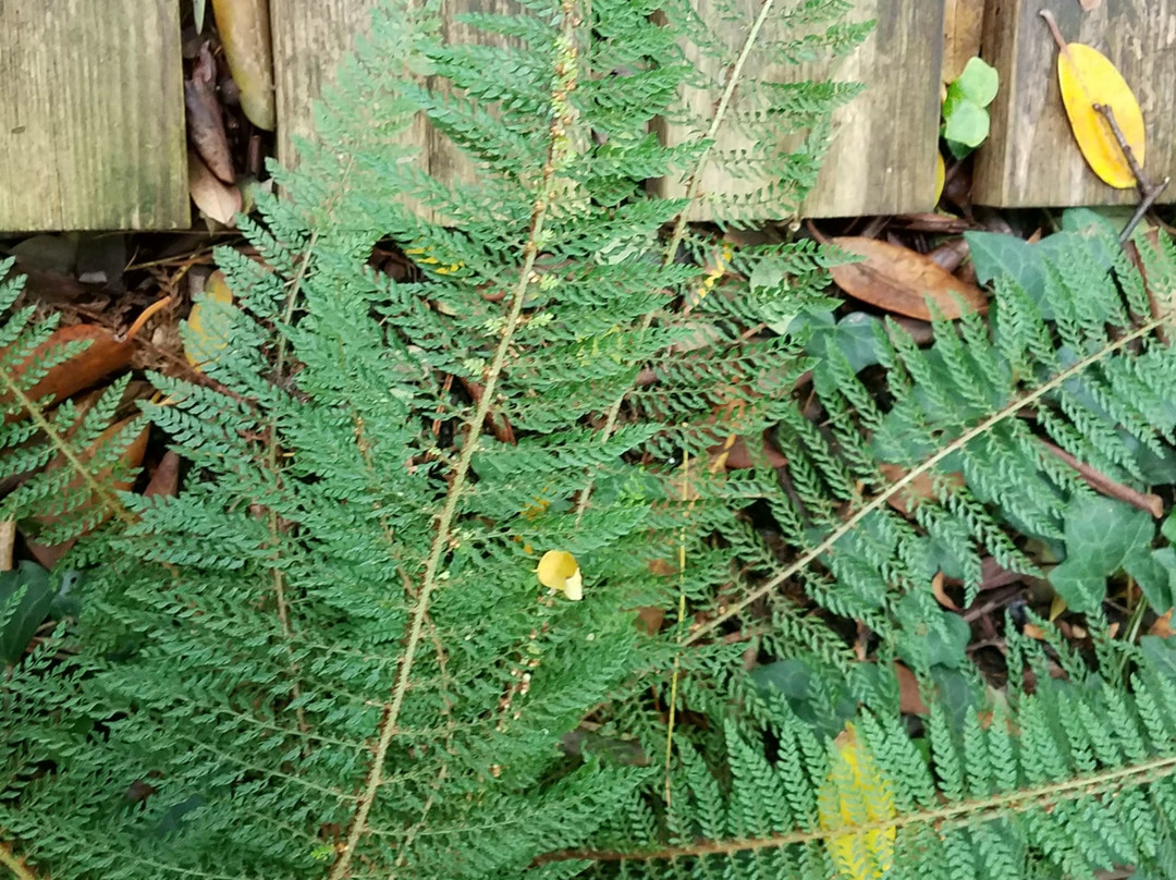 Botanical Garden景点图片