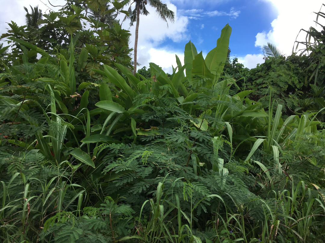 Futuna Island旅游攻略图片