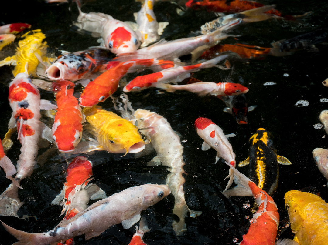 Arsela Hotel Pangkalan Bun主图