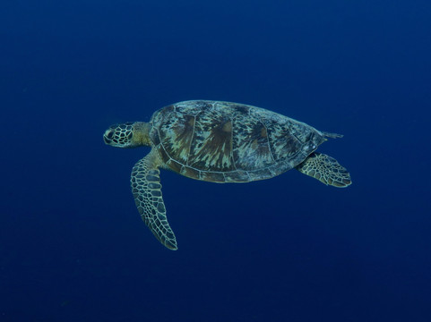 The Blue Abyss Dive Shop-莫阿尔博阿尔必去景点