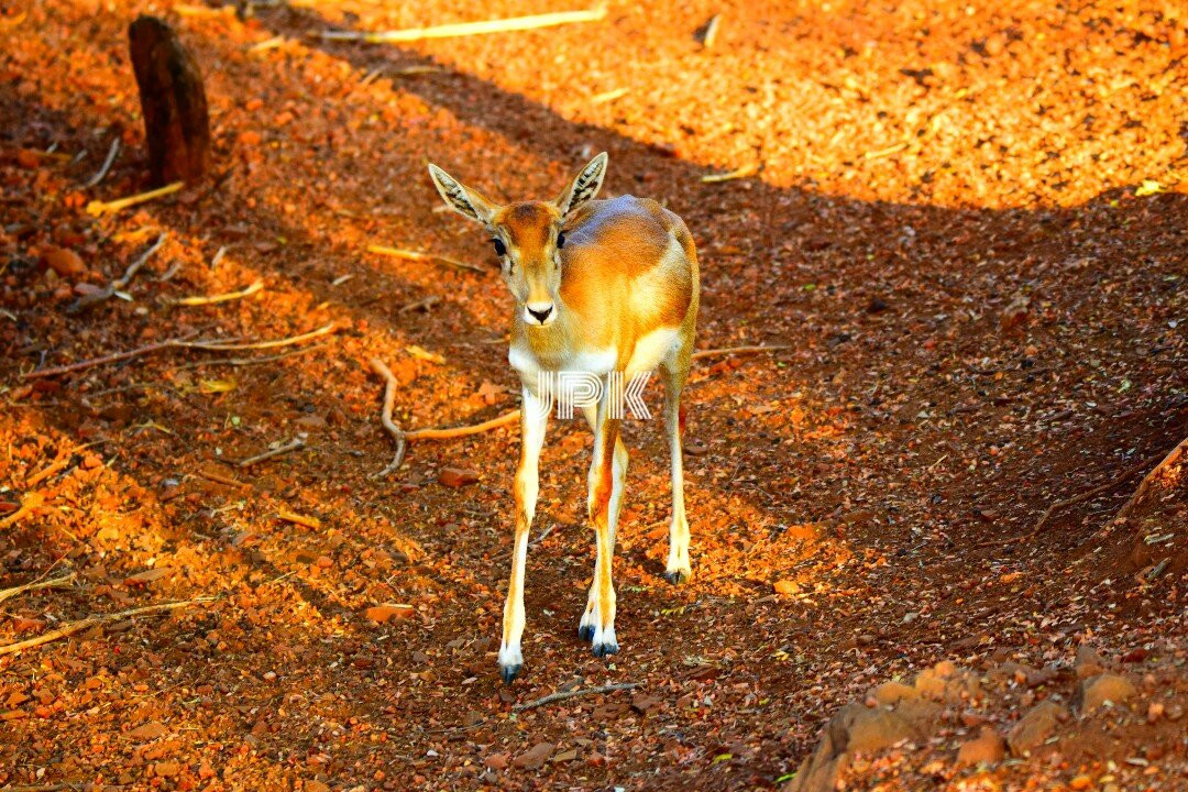 Gadag Zoo景点图片