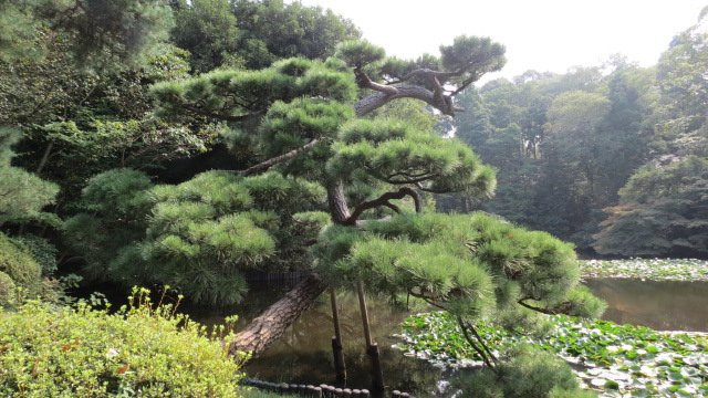 Meiji Shrine Imperial Garden景点图片