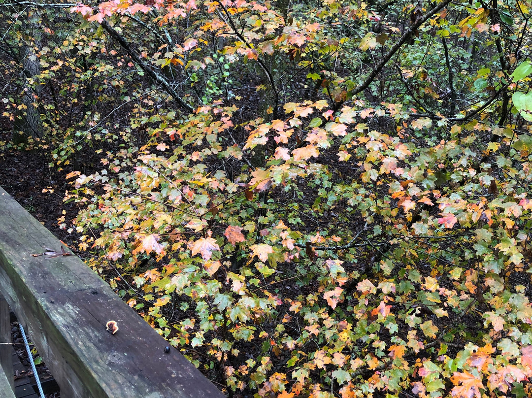 Cossatot River State Park景点图片