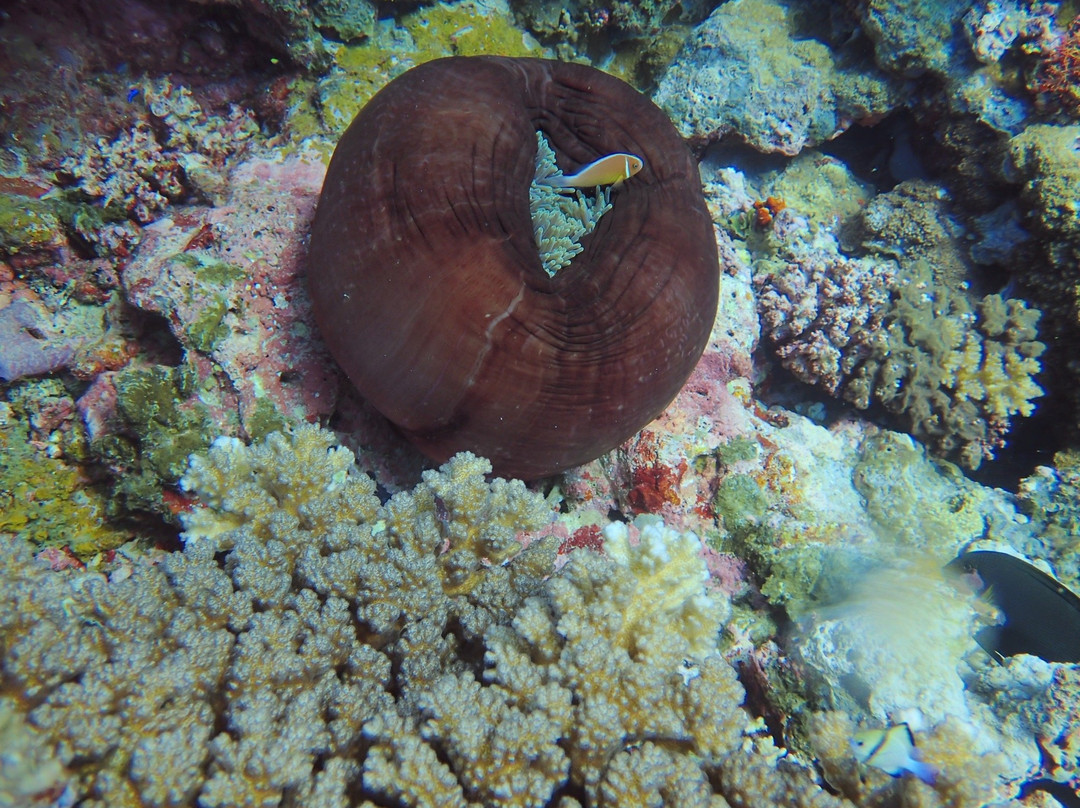 Dive Wananavu-拉奇拉奇必去景点