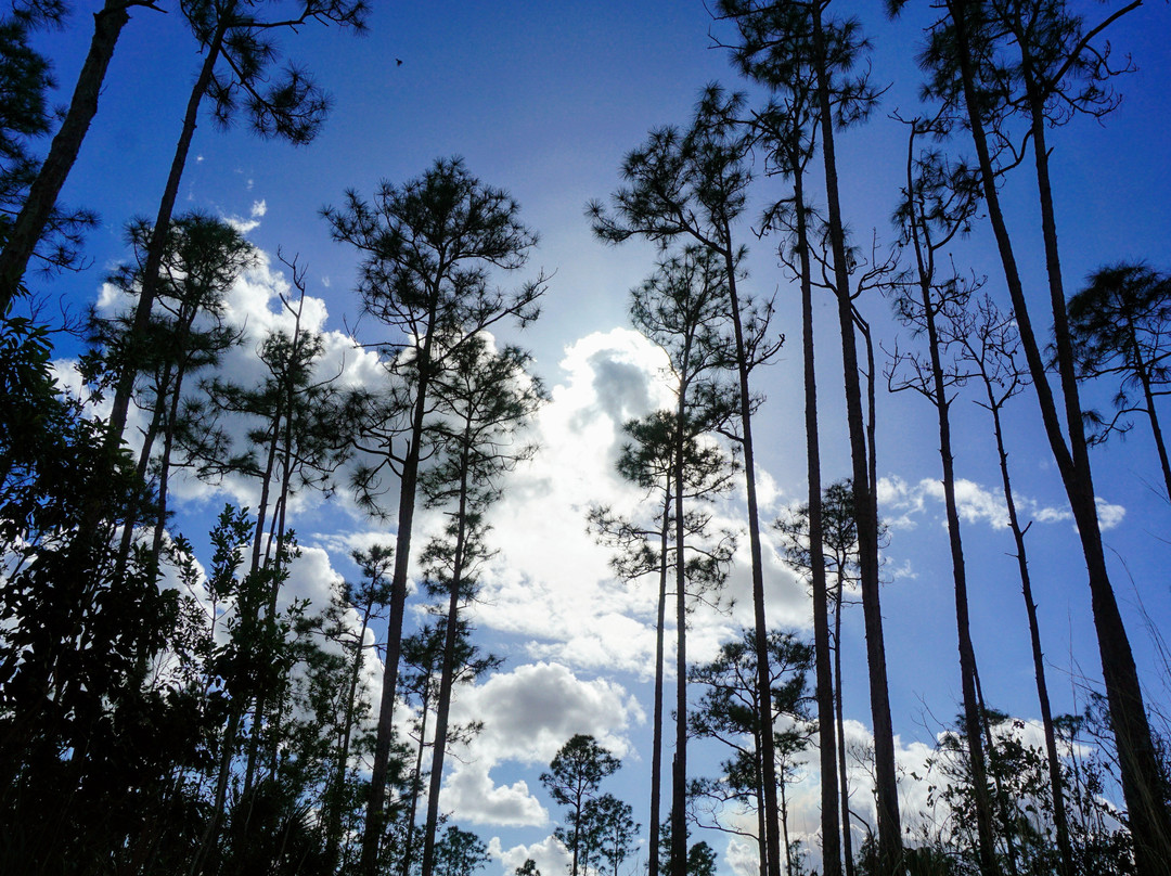 Long Pine Key-大沼泽国家公园必去景点