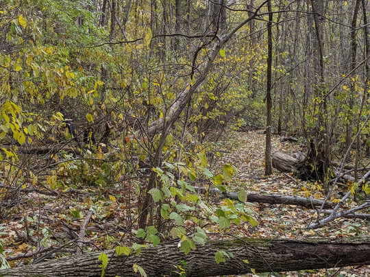 Goldberry Woods主图