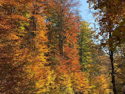 Flip Flop Tours-布拉索夫必去景点