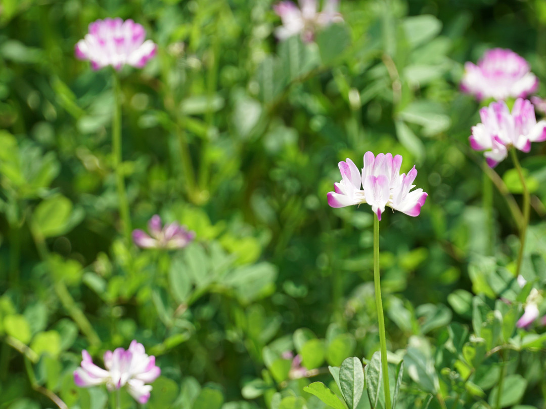 九峰镇花海-乐昌市必去景点
