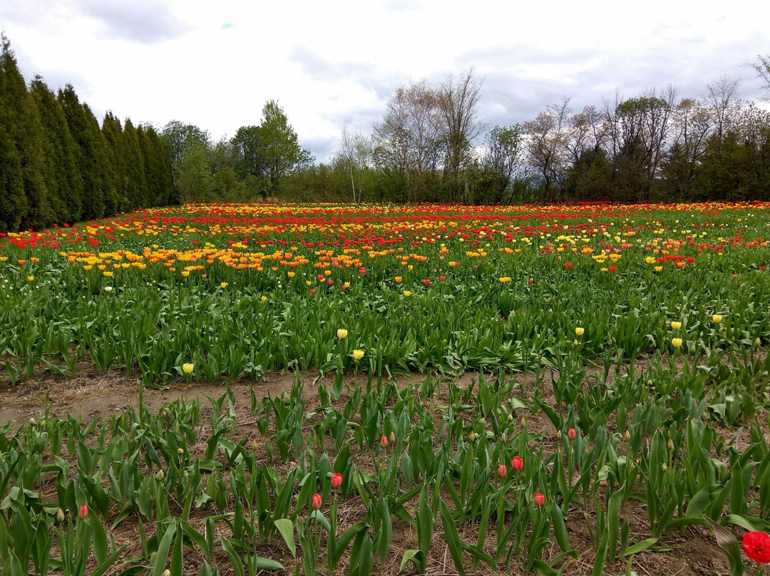 Les Fleurs Maltais景点图片