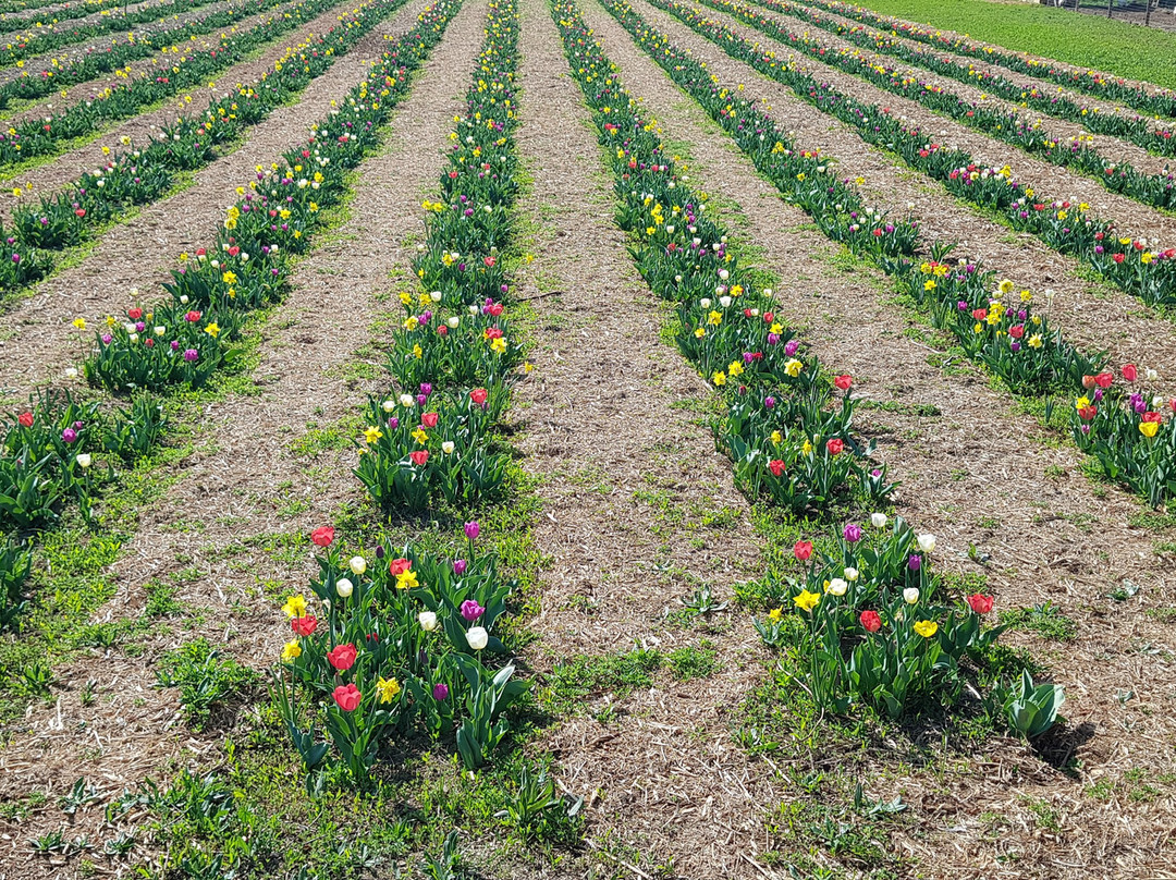 Tulipania-Terno d'Isola必去景点