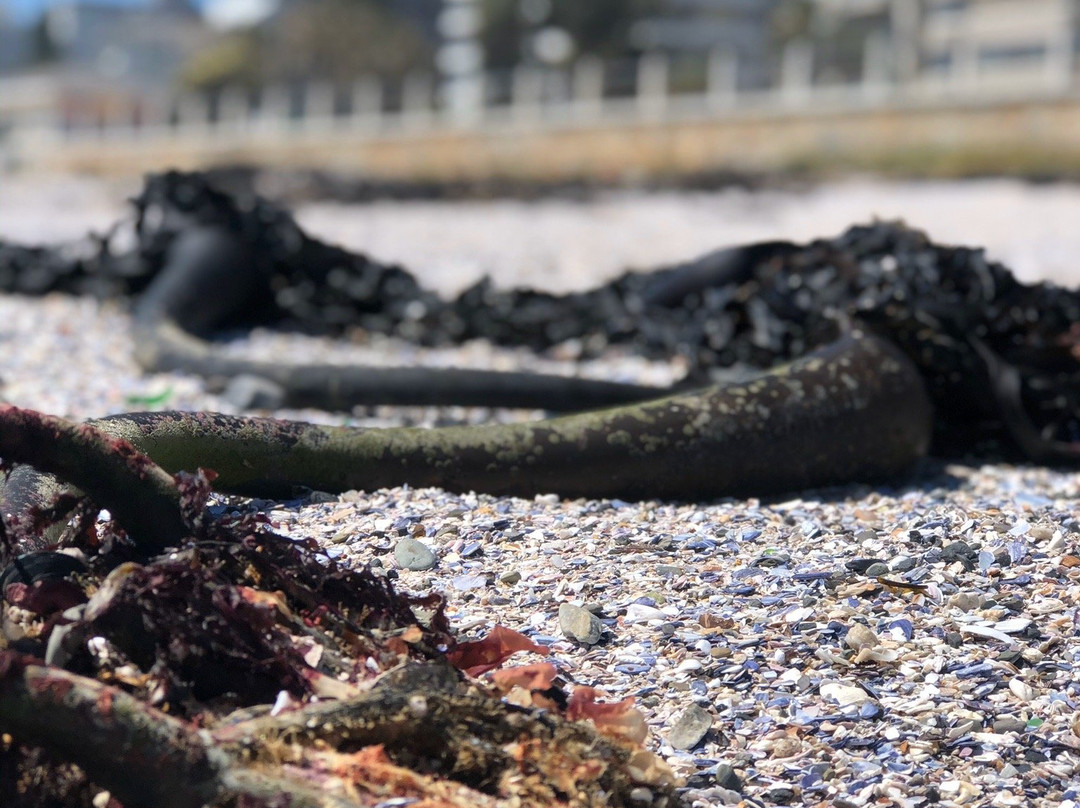 Sea Point Swimming Pool-开普敦中心区必去景点