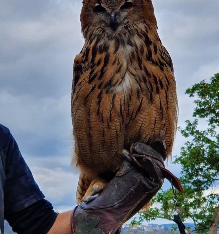 Wildtierpark Edersee景点图片