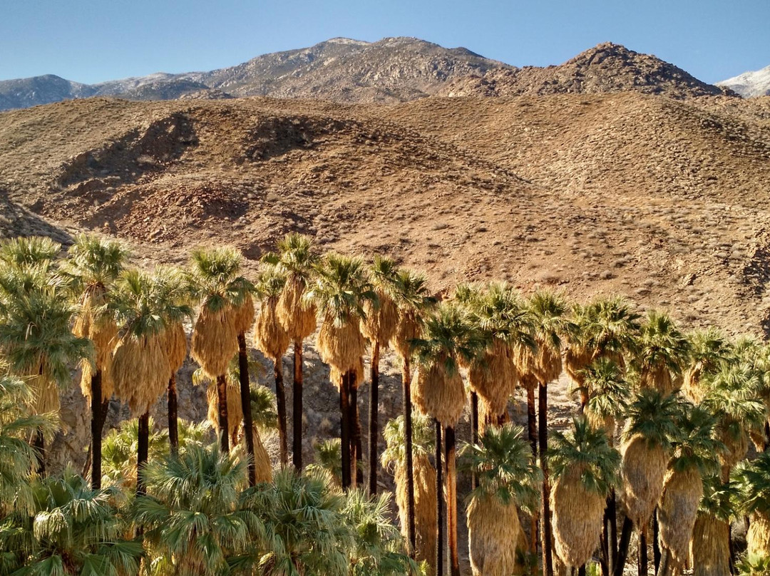 Indian Canyons Hiking Trails景点图片