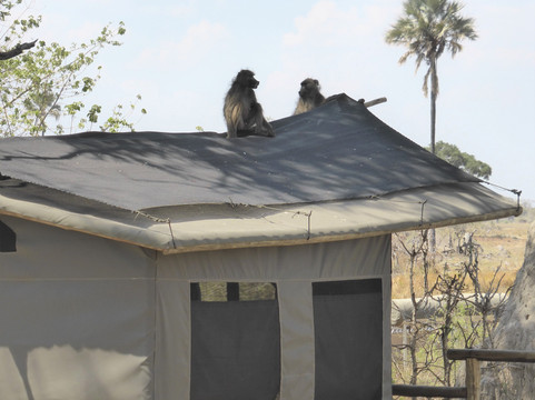 Oddballs' Camp主图