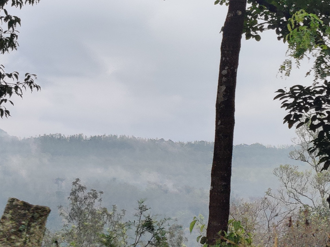 Jungle Greens Chikkmagalur Home Stay