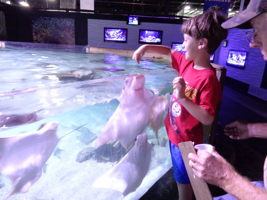 San Antonio Aquarium-圣安东尼奥市必去景点
