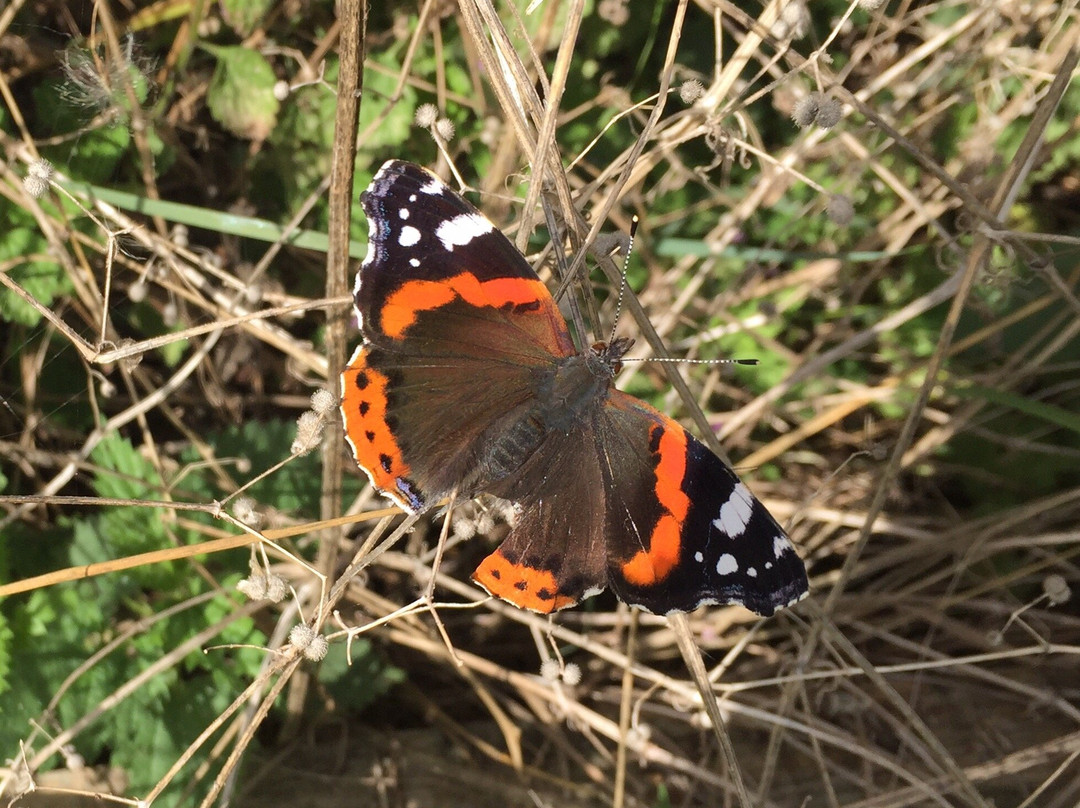 Rainham Marshes景点图片