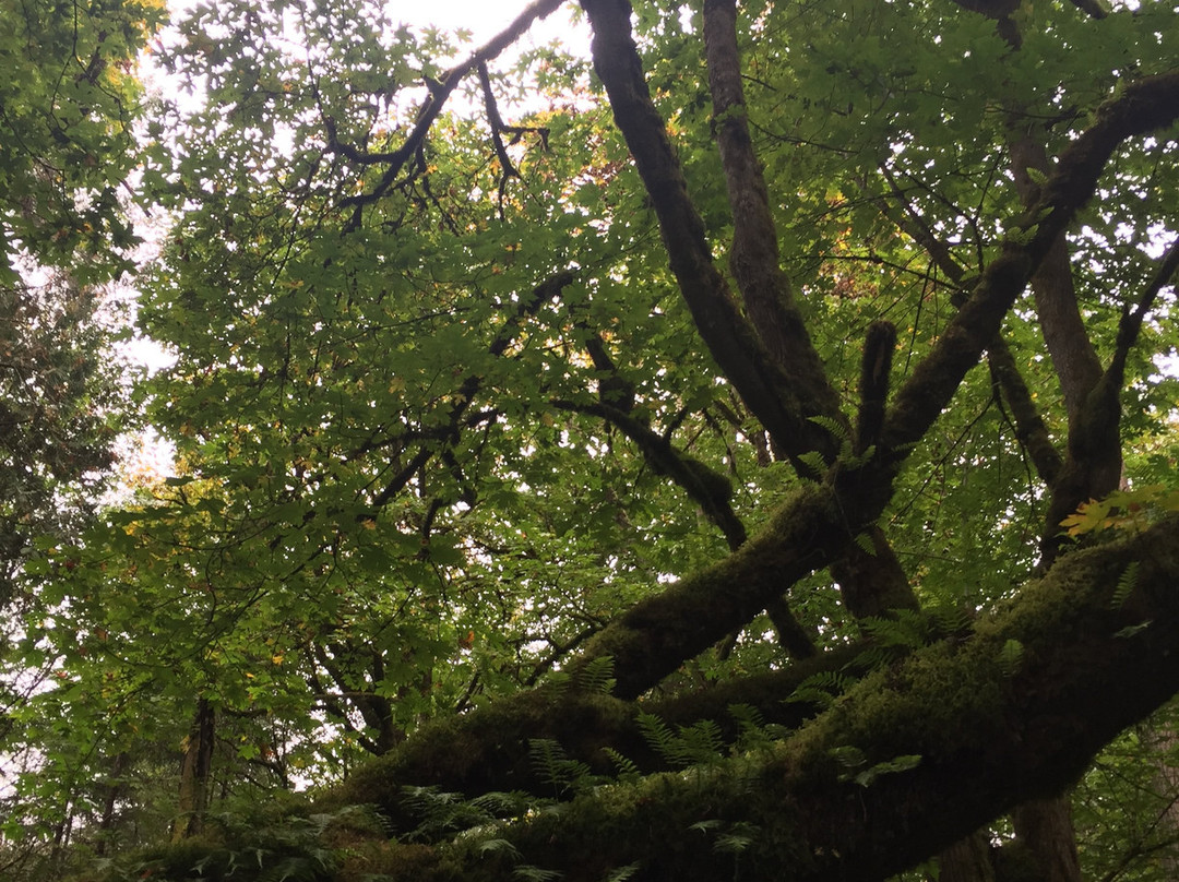 Sequalitchew Creek Trail Head景点图片