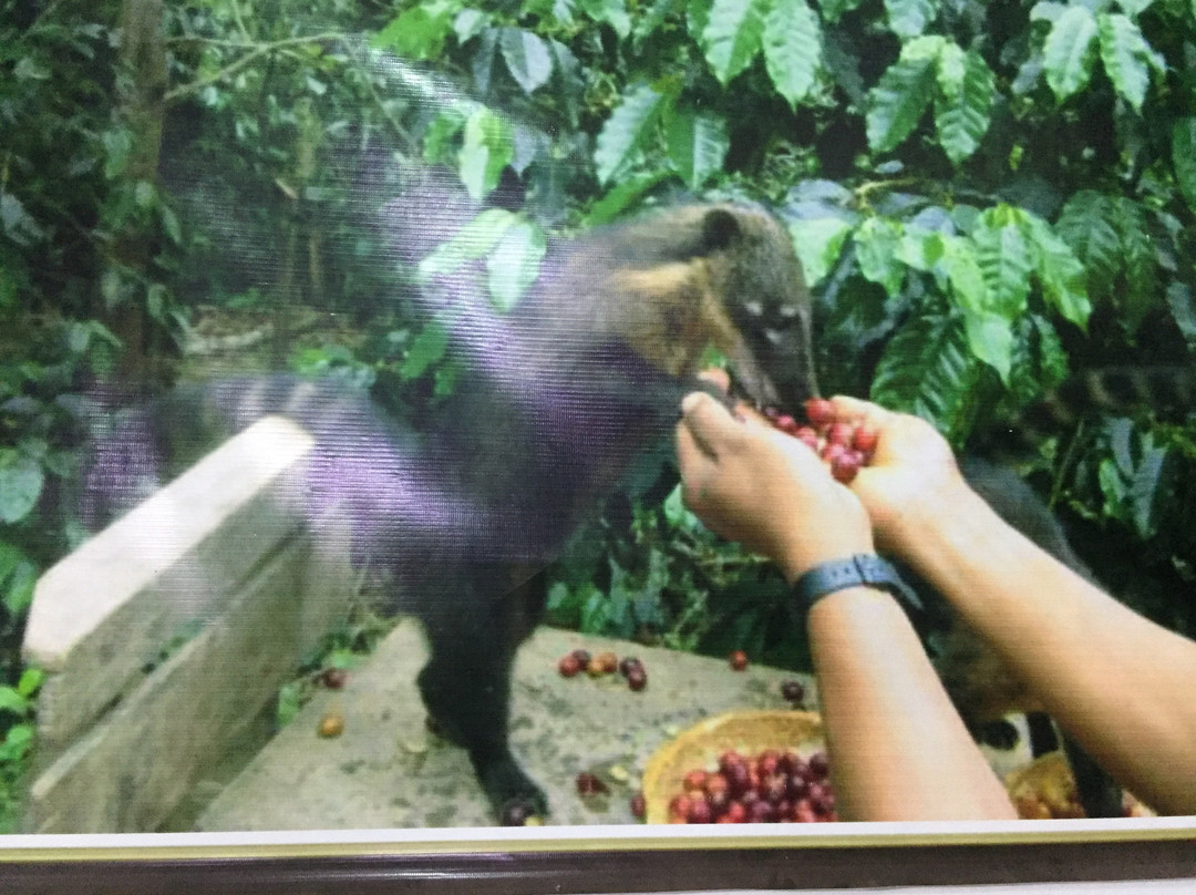 Selva Sur Coffee-Pucara必去景点