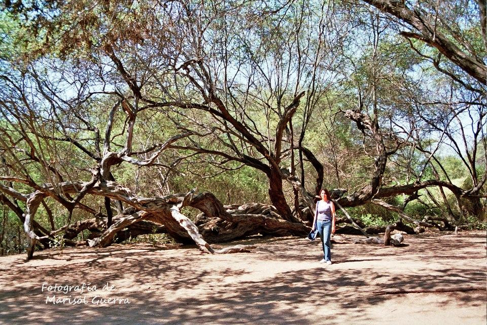 Santuario Histórico Bosque de Pómac景点图片