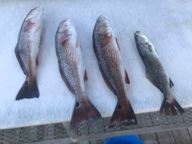 Rock Grass Fishing Charters-Homosassa必去景点