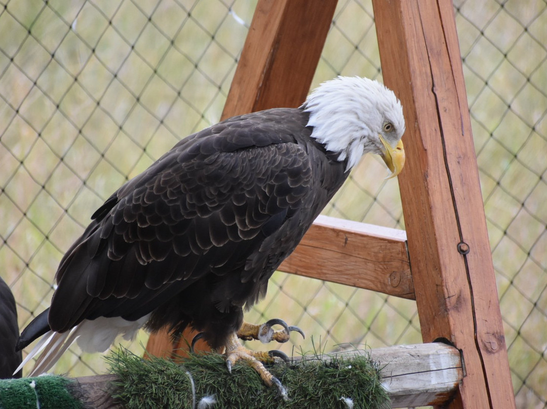 Badger Run Wildlife Rehab-克拉马斯福尔斯必去景点
