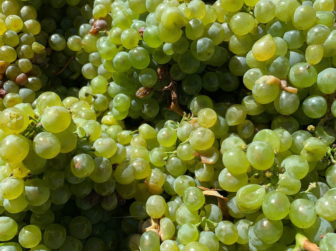 Heritage Oak Winery-Acampo必去景点