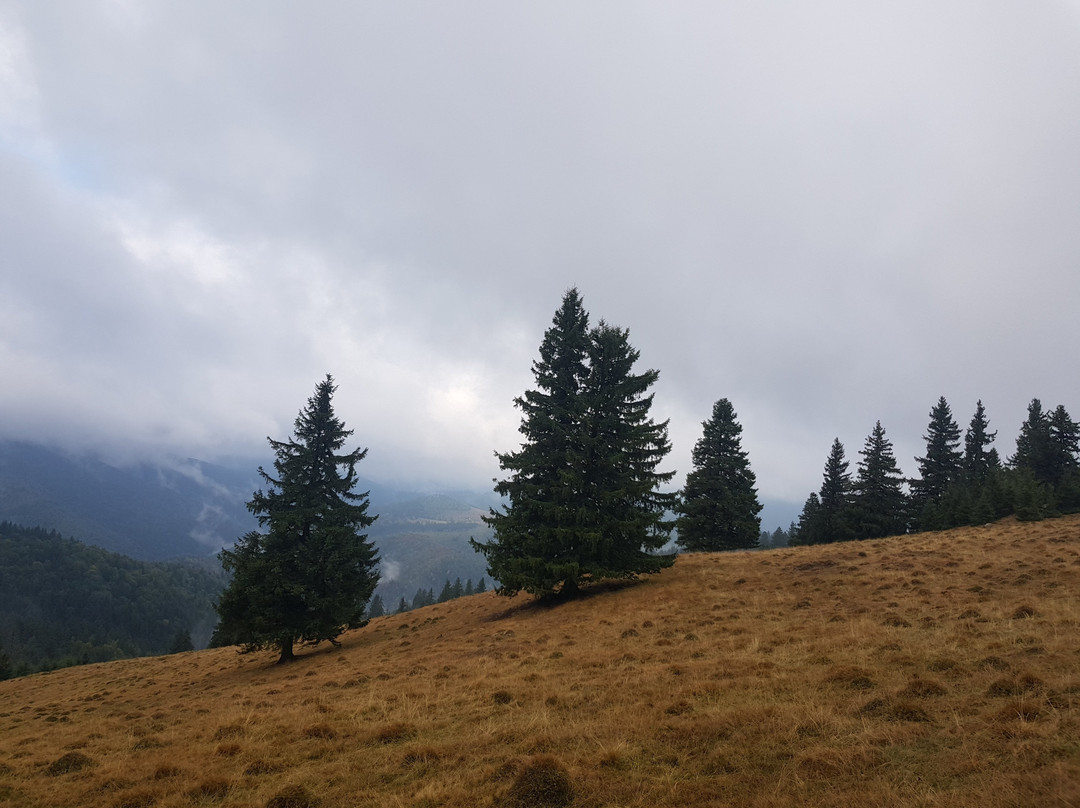 Pensiune Rara Paltinis主图