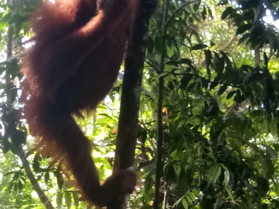 Bukitlawang Trek - Private Day Tours-Bohorok必去景点