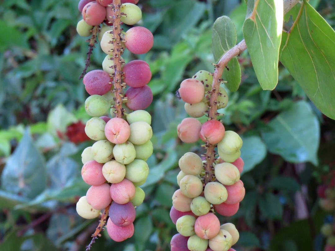 Nokomis Beach-Nokomis必去景点