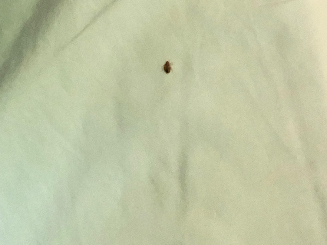 Hampton Inn Detroit/southgate主图