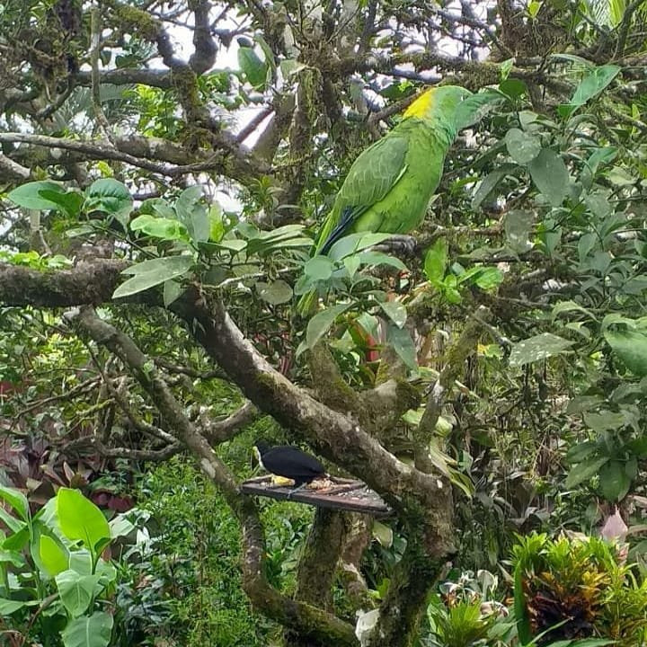 Posada Rio Celeste La Amistad主图