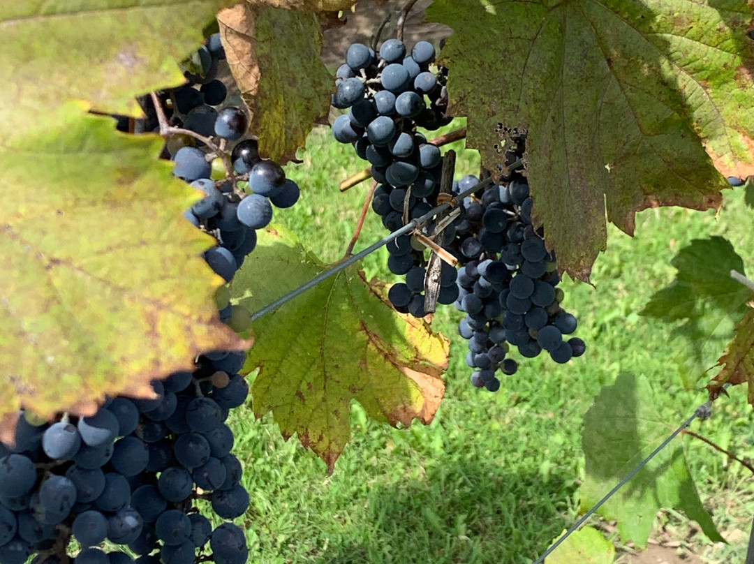 Gallucci Winery景点图片