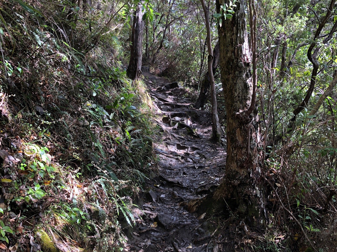 Pauanui Trail景点图片
